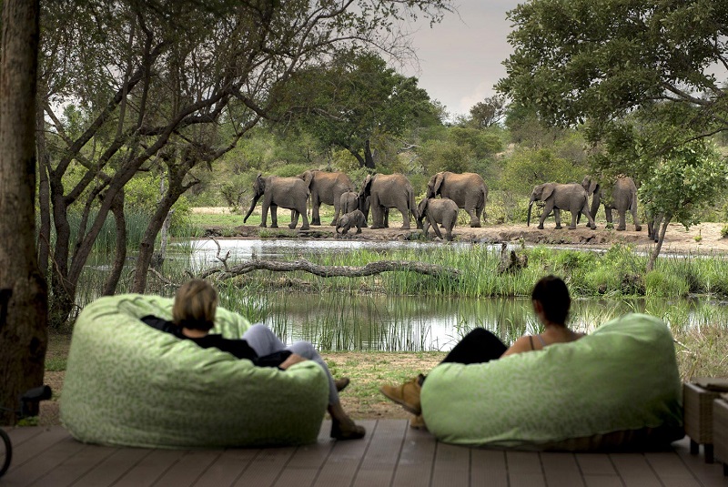 Photo of Tanda Tula Elephants